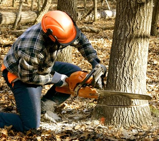 Tree Removal in Agenda, KS